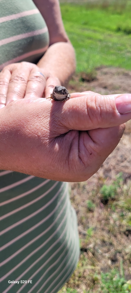 great-plains-toad-from-spencer-ne-usa-on-july-31-2023-at-03-08-pm-by