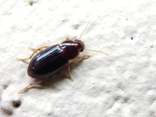 Selenophorus concinnus