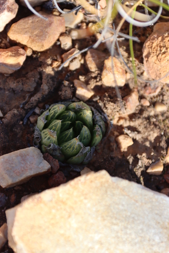 Image of Haworthia cooperi by (c) Tony Rebelo, some rights reserved (CC BY-SA)