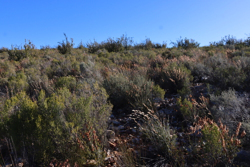 Image of Leucadendron nobile by (c) Tony Rebelo, some rights reserved (CC BY-SA)