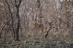 Alcelaphus buselaphus major