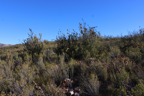 Image of Leucadendron nobile by (c) Tony Rebelo, some rights reserved (CC BY-SA)
