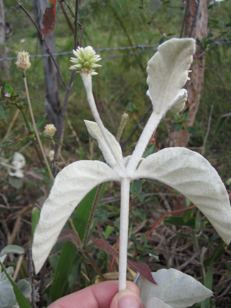 Pfaffia townsendii