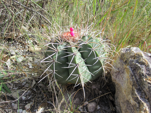 Melocactus pruinosus