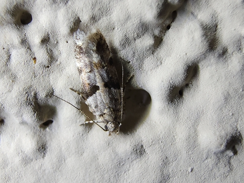 Palo Verde webworm photo 4