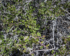 Rhus aromatica simplicifolia