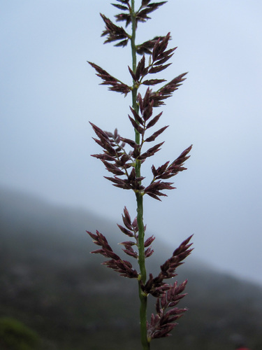 Eragrostis petrensis