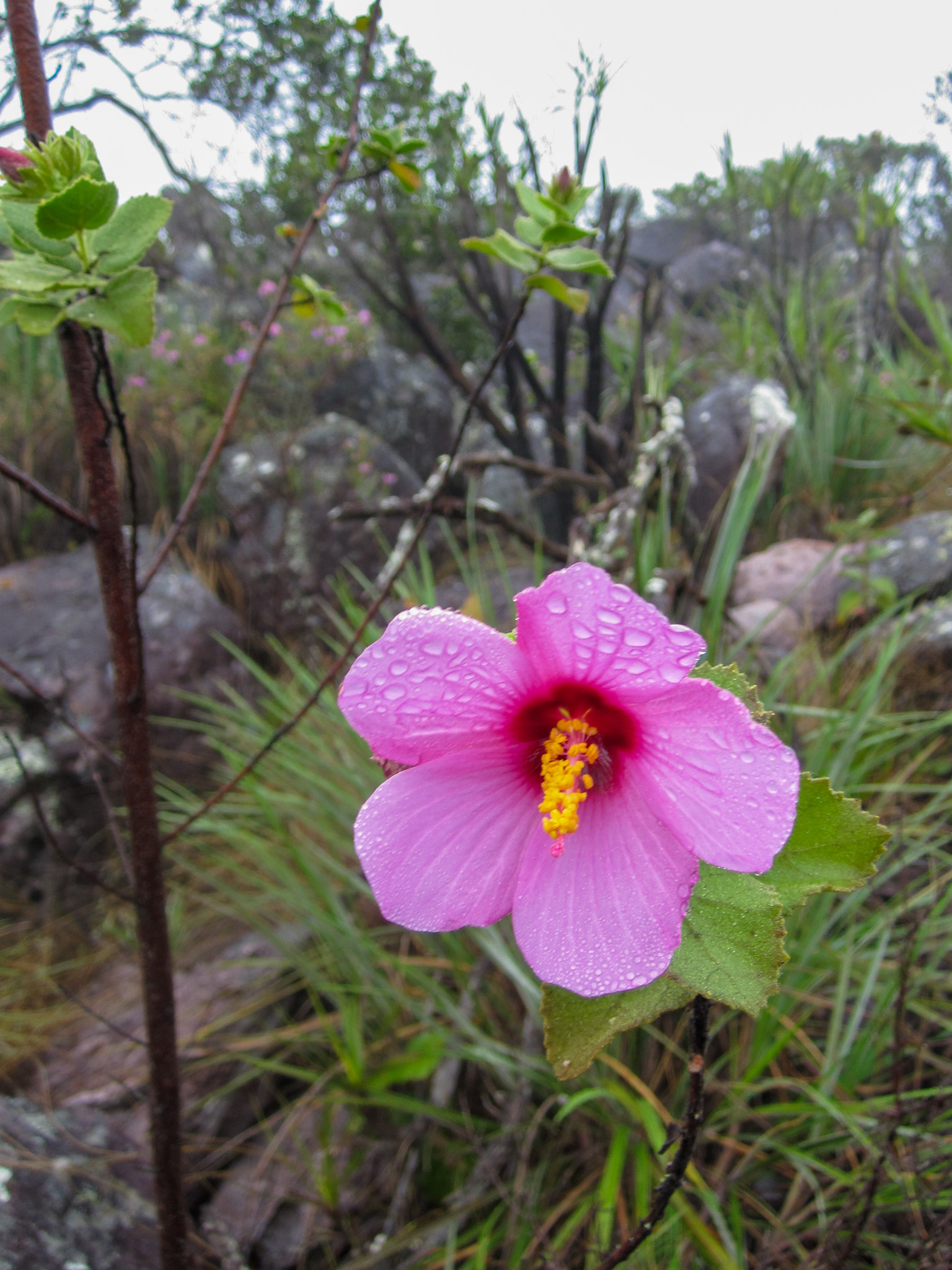 Pavonia almasana