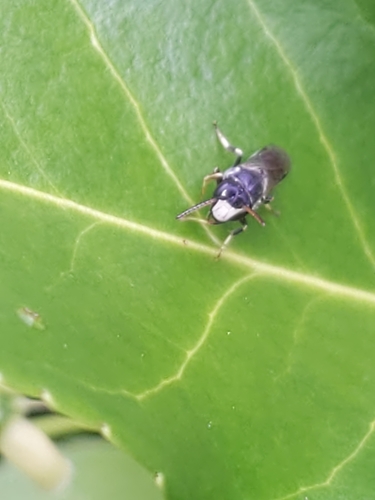 Hairy masked Bee photo 3