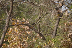 Coracias cyanogaster