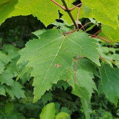 Acer rubrum image