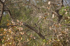 Coracias cyanogaster