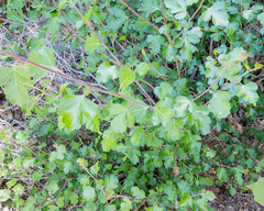 Rhus aromatica simplicifolia