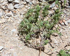 Lappula occidentalis cupulata