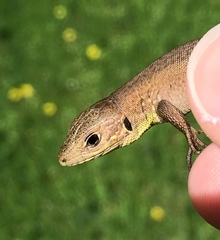 Lacerta trilineata