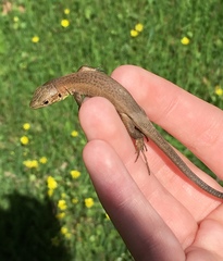 Lacerta trilineata