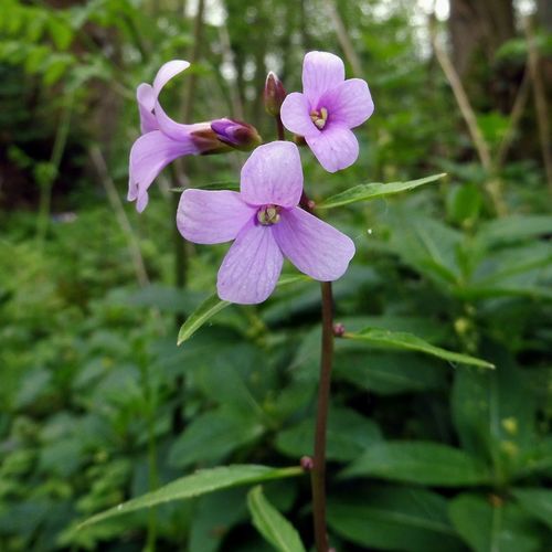 Coralroot bittercress (Cardamine bulbifera)