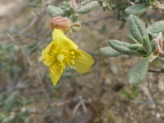 Helianthemum stipulatum