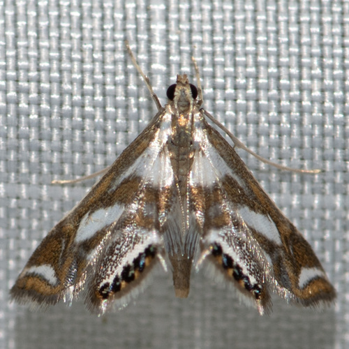 Chrysendeton imitabilis Dyar, 1917