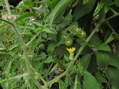 Solanum lycopersicum cerasiforme