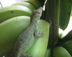Anolis evermanni