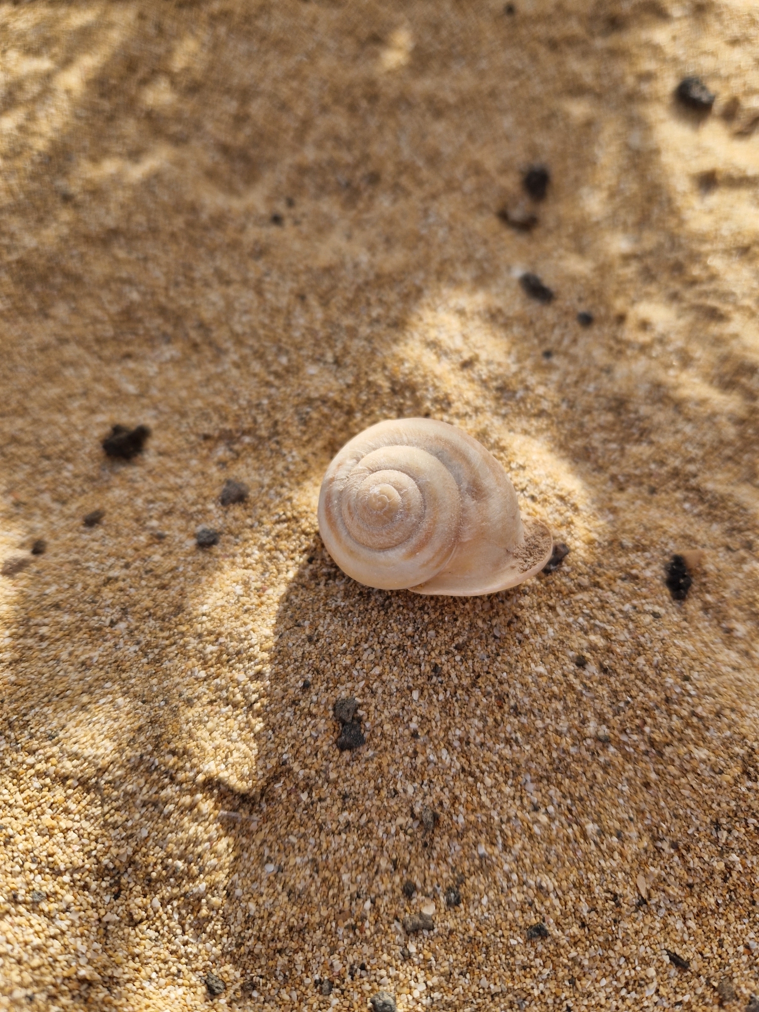 Hemicycla sarcostoma