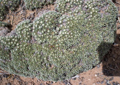 Eriogonum tumulosum