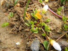 Oxalis dregei