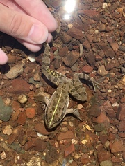 Pelophylax kurtmuelleri