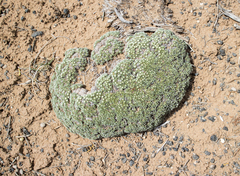 Eriogonum tumulosum