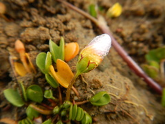 Oxalis dregei