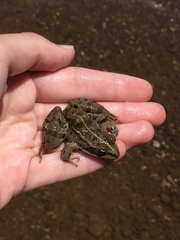 Pelophylax kurtmuelleri