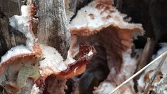 Phlebia tremellosus image