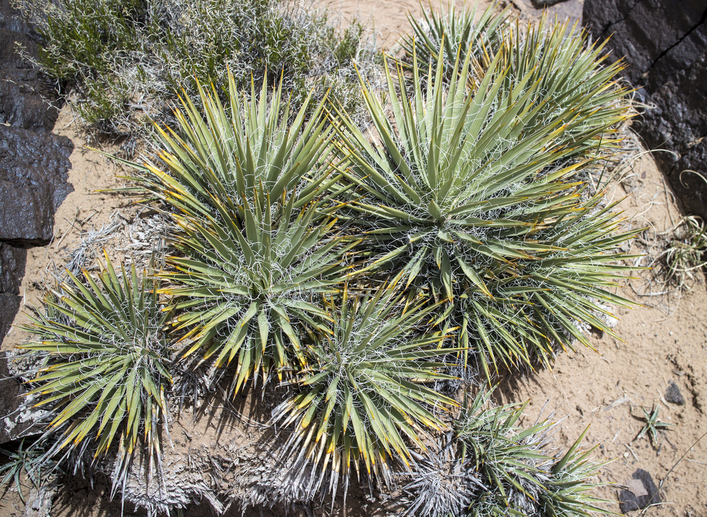 yucca-様ご確認ページ Yuccas (Genus Yucca) · iNaturalist