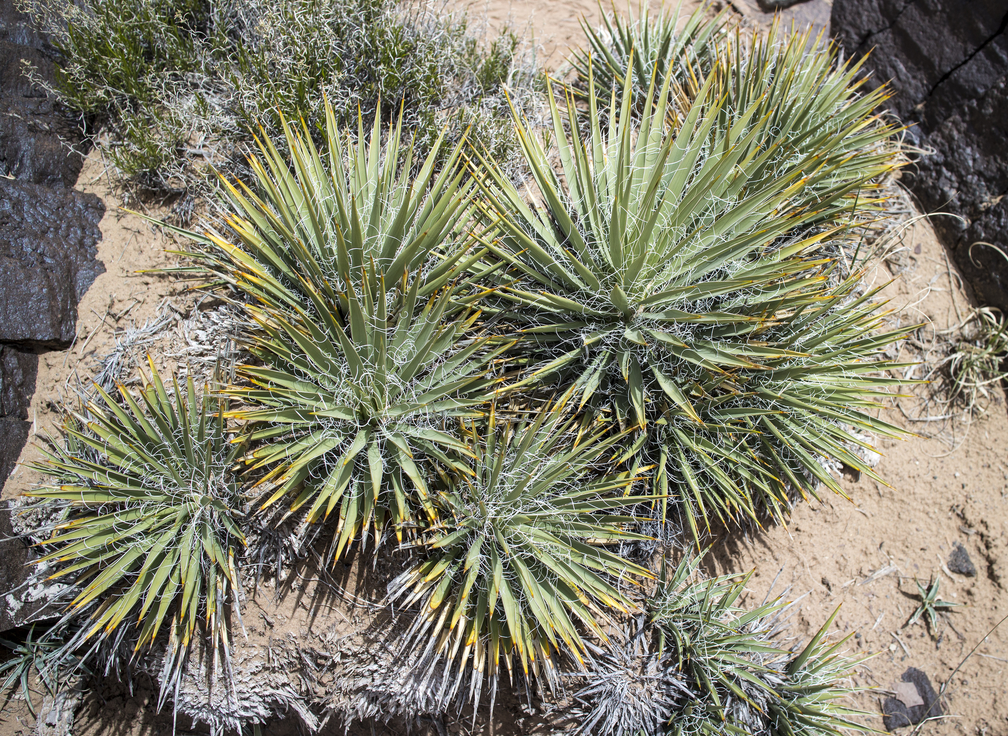 Yuccas (Genus Yucca) · iNaturalist