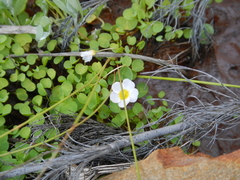 Oxalis dregei