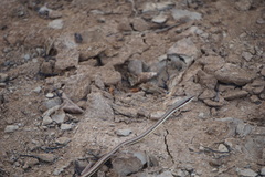 Psammophis elegans