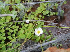 Oxalis dregei