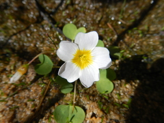 Oxalis dregei