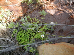 Oxalis dregei