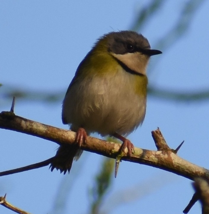Rudd's Apalis (Apalis ruddi), photo 4