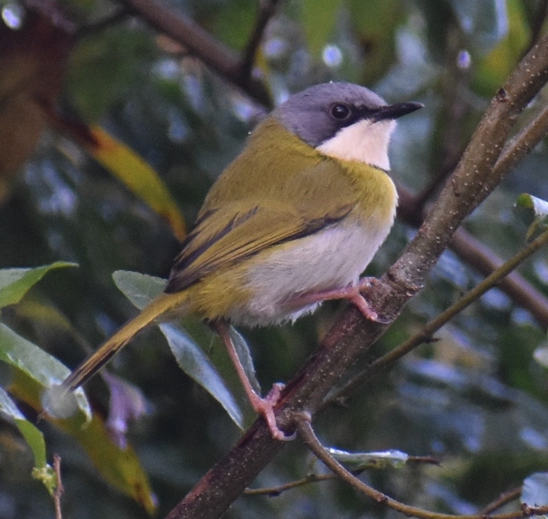 Rudd's Apalis (Apalis ruddi), photo 5