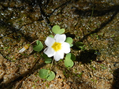 Oxalis dregei