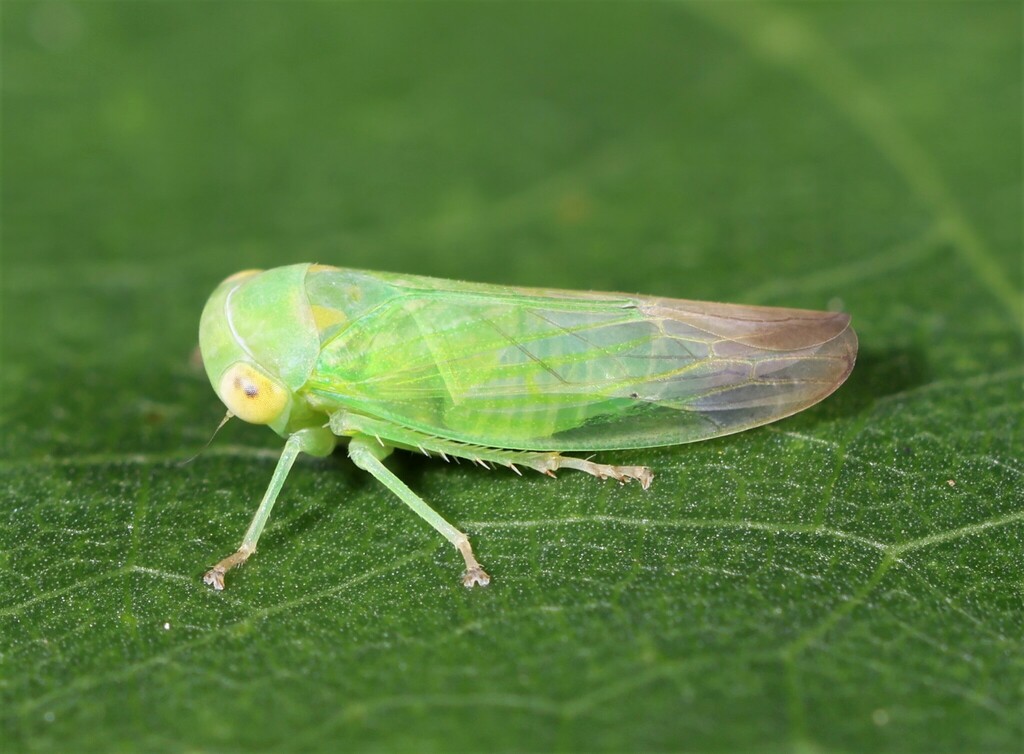 Populicerus pallidus