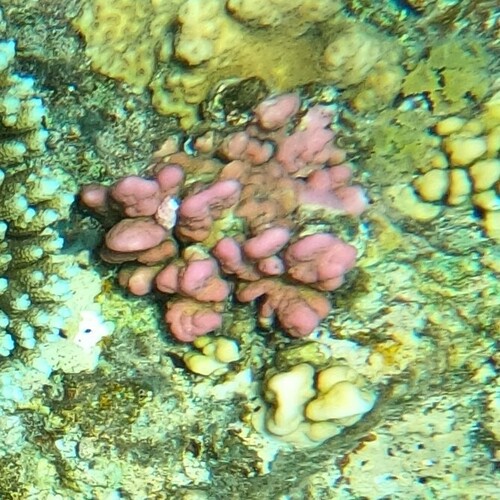 Stylophora image