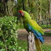 Great Green Macaw - Photo (c) Catalina Tong, some rights reserved (CC BY-NC), uploaded by Catalina Tong