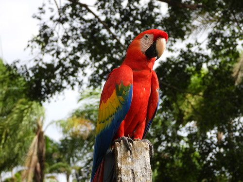 Scarlet Macaw