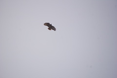 Buteo auguralis