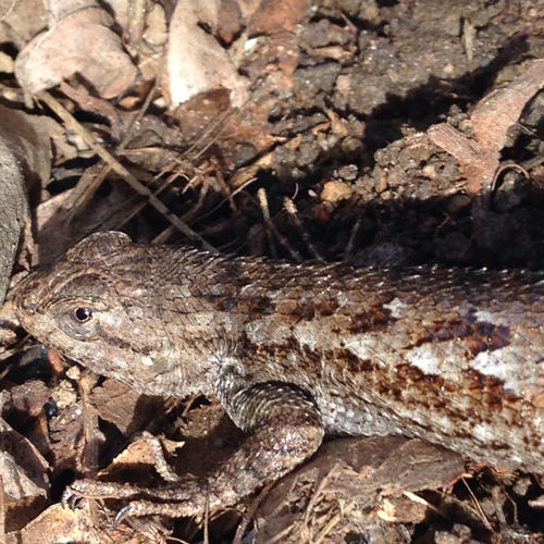 iNaturalist observation photo of Western Fence Lizard
