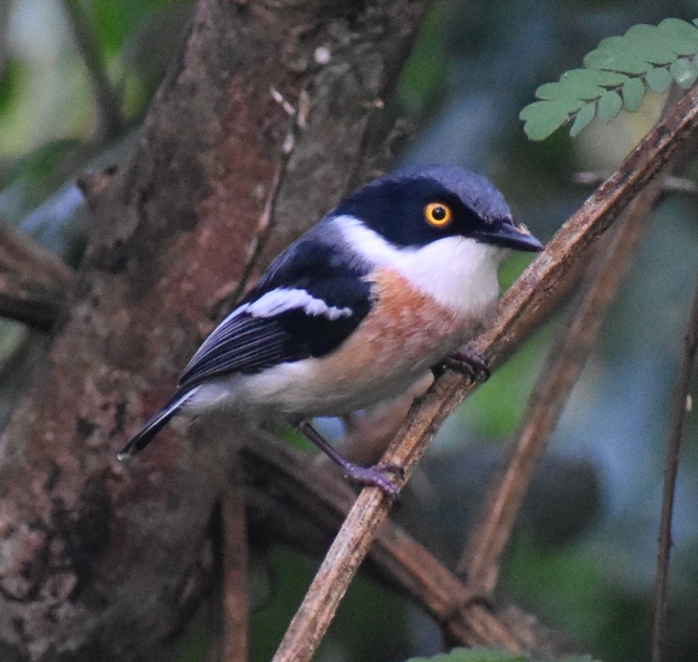 Woodwards' Batis (Batis fratrum), photo 2
